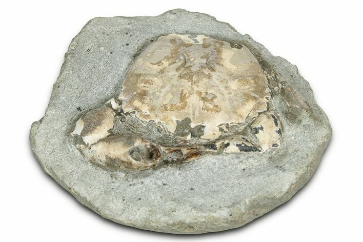 Oligocene Fossil Crab (Branchioplax) - Washington State #355010